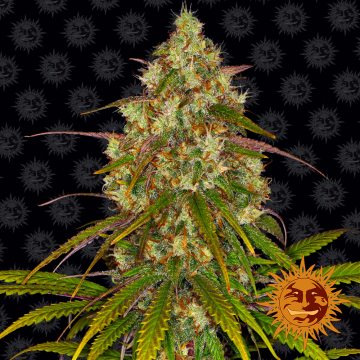 Liberty Haze cannabis plants in bloom, grown from Feminised seeds – ideal for home cultivation from Barneys Farm