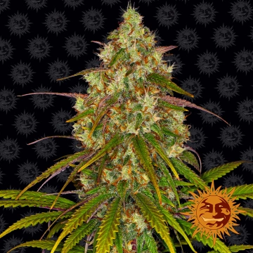 Liberty Haze cannabis plants in bloom, grown from Feminized seeds – ideal for home cultivation from Barneys Farm