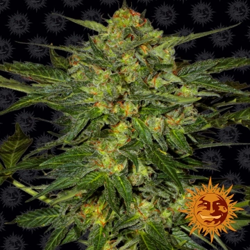 LSD cannabis plants in bloom, grown from Feminized seeds – ideal for home cultivation from Barneys Farm