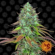 LSD Auto cannabis plants in bloom, grown from Automatic seeds – ideal for home cultivation from Barneys Farm