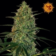 Malana Bomb Auto cannabis plants in bloom, grown from Feminized seeds – ideal for home cultivation from Barneys Farm