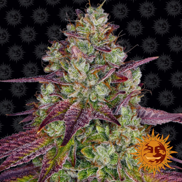 Mimosa Evo