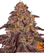 Mimosa x Orange Punch cannabis plants in bloom, grown from Feminised seeds – ideal for home cultivation from Barneys Farm