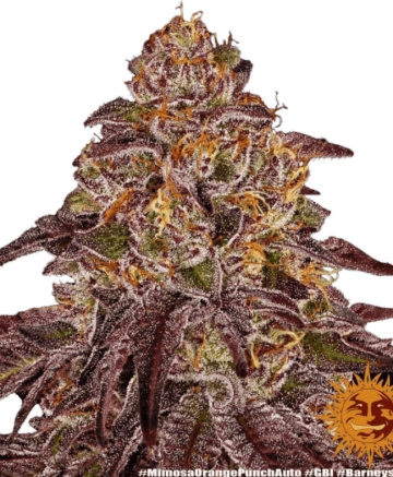 Mimosa x Orange Punch cannabis plants in bloom, grown from Feminized seeds – ideal for home cultivation from Barneys Farm