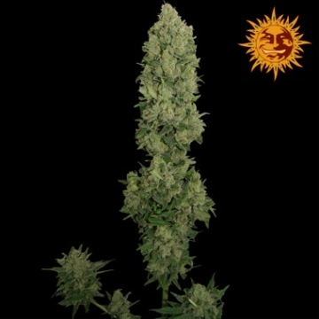 NYC Diesel Auto cannabis plants in bloom, grown from Automatic seeds – ideal for home cultivation from Barneys Farm