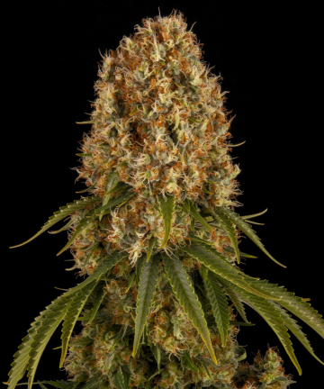 Orange Sherbert