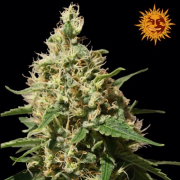 Peppermint Kush cannabis plants in bloom, grown from Feminised seeds – ideal for home cultivation from Barneys Farm