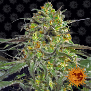 Peyote Cookies cannabis plants in bloom, grown from Feminised seeds – ideal for home cultivation from Barneys Farm
