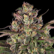 Peyote Critical cannabis plants in bloom, grown from Feminised seeds – ideal for home cultivation from Barneys Farm