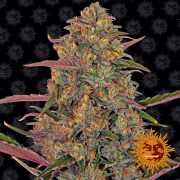 Pineapple Chunk cannabis plants in bloom, grown from Feminised seeds – ideal for home cultivation from Barneys Farm