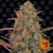 Pineapple Chunk – Barneys Farm – Feminized – Product view 2
