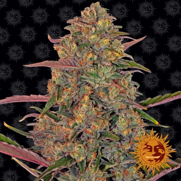 Pineapple Chunk cannabis plants in bloom, grown from Feminized seeds – ideal for home cultivation from Barneys Farm