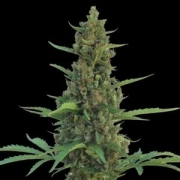 Pineapple Express Auto cannabis plants in bloom, grown from Automatic seeds – ideal for home cultivation from Barneys Farm