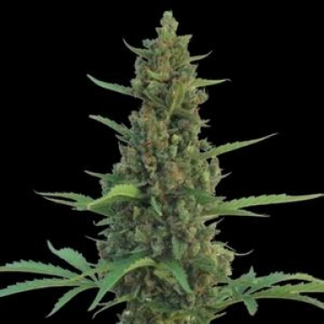 Pineapple Express Auto cannabis plants in bloom, grown from Automatic seeds – ideal for home cultivation from Barneys Farm