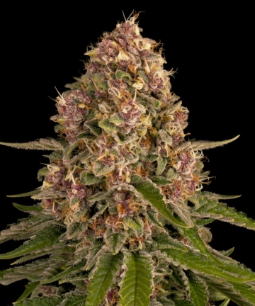 Pink Kush cannabis plants in bloom, grown from Feminized seeds – ideal for home cultivation from Barneys Farm