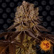 Purple Punch cannabis plants in bloom, grown from Feminized seeds – ideal for home cultivation from Barneys Farm