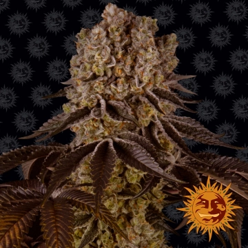 Purple Punch cannabis plants in bloom, grown from Feminized seeds – ideal for home cultivation from Barneys Farm