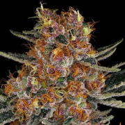 Purple Punch Auto cannabis plants in bloom, grown from Automatic seeds – ideal for home cultivation from Barneys Farm