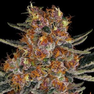 Purple Punch Auto cannabis plants in bloom, grown from Automatic seeds – ideal for home cultivation from Barneys Farm