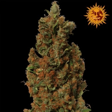 Red Diesel cannabis plants in bloom, grown from Feminized seeds – ideal for home cultivation from Barneys Farm