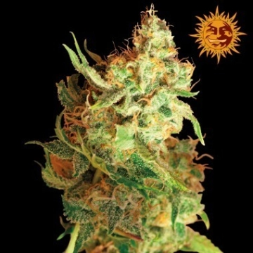 Red Dragon cannabis plants in bloom, grown from Feminized seeds – ideal for home cultivation from Barneys Farm