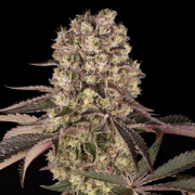 Runtz Muffin cannabis plants in bloom, grown from Feminised seeds – ideal for home cultivation from Barneys Farm