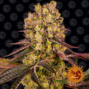 Runtz Muffin cannabis plants in bloom, grown from Feminized seeds – ideal for home cultivation from Barneys Farm