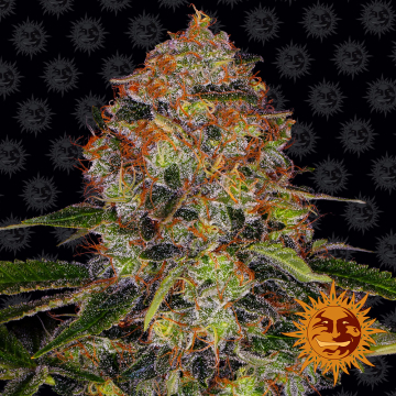 Shiskaberry