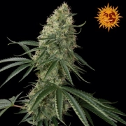 Sin Tra Bajo Auto cannabis plants in bloom, grown from Automatic seeds – ideal for home cultivation from Barneys Farm