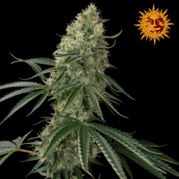 Sin Tra Bajo Auto cannabis plants in bloom, grown from Automatic seeds – ideal for home cultivation from Barneys Farm