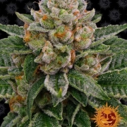 Skywalker OG Auto cannabis plants in bloom, grown from Automatic seeds – ideal for home cultivation from Barneys Farm