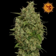 Sweet Tooth cannabis plants in bloom, grown from Feminized seeds – ideal for home cultivation from Barneys Farm