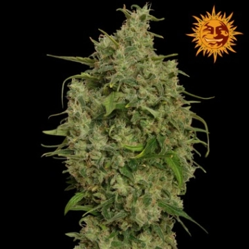 Sweet Tooth cannabis plants in bloom, grown from Feminized seeds – ideal for home cultivation from Barneys Farm