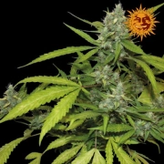 Sweet Tooth Auto cannabis plants in bloom, grown from Automatic seeds – ideal for home cultivation from Barneys Farm