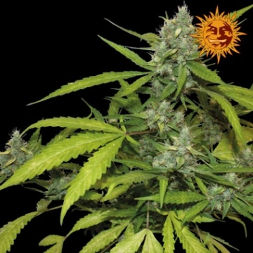 Sweet Tooth Auto cannabis plants in bloom, grown from Automatic seeds – ideal for home cultivation from Barneys Farm