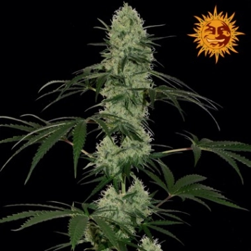 Tangelo Rapido Auto cannabis plants in bloom, grown from Automatic seeds – ideal for home cultivation from Barneys Farm