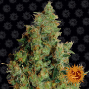 Tangerine Dream cannabis plants in bloom, grown from Feminised seeds – ideal for home cultivation from Barneys Farm