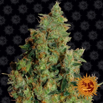 Tangerine Dream cannabis plants in bloom, grown from Feminized seeds – ideal for home cultivation from Barneys Farm