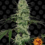 Tangerine Dream Automatic cannabis plants in bloom, grown from Automatic seeds – ideal for home cultivation from Barneys Farm