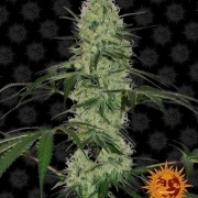Tangerine Dream Automatic cannabis plants in bloom, grown from Automatic seeds – ideal for home cultivation from Barneys Farm