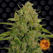 Triple Cheese cannabis plants in bloom, grown from Feminised seeds – ideal for home cultivation from Barneys Farm