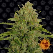 Triple Cheese cannabis plants in bloom, grown from Feminized seeds – ideal for home cultivation from Barneys Farm