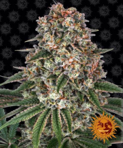 Tropicanna Banana cannabis plants in bloom, grown from Feminised seeds – ideal for home cultivation from Barneys Farm