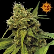 Utopia Haze cannabis plants in bloom, grown from Feminized seeds – ideal for home cultivation from Barneys Farm