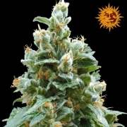 Vanilla Kush cannabis plants in bloom, grown from Feminized seeds – ideal for home cultivation from Barneys Farm