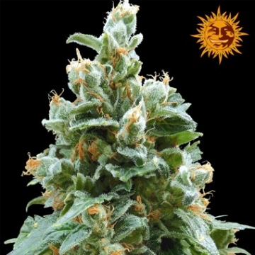 Vanilla Kush cannabis plants in bloom, grown from Feminized seeds – ideal for home cultivation from Barneys Farm