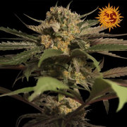 Violator Kush cannabis plants in bloom, grown from Feminised seeds – ideal for home cultivation from Barneys Farm