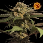 Violator Kush cannabis plants in bloom, grown from Feminized seeds – ideal for home cultivation from Barneys Farm