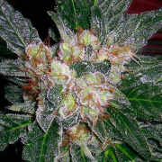 Violator Kush cannabis plants in bloom, grown from Regular seeds – ideal for home cultivation from Barneys Farm