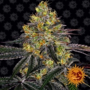 Watermelon Zkittlez cannabis plants in bloom, grown from Feminized seeds – ideal for home cultivation from Barneys Farm